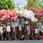 Azalka japonská (Azalea japonica) ´MADAME VAN HECKE´ - výška 60-70 cm, kont. C2L - NA KMIENKU